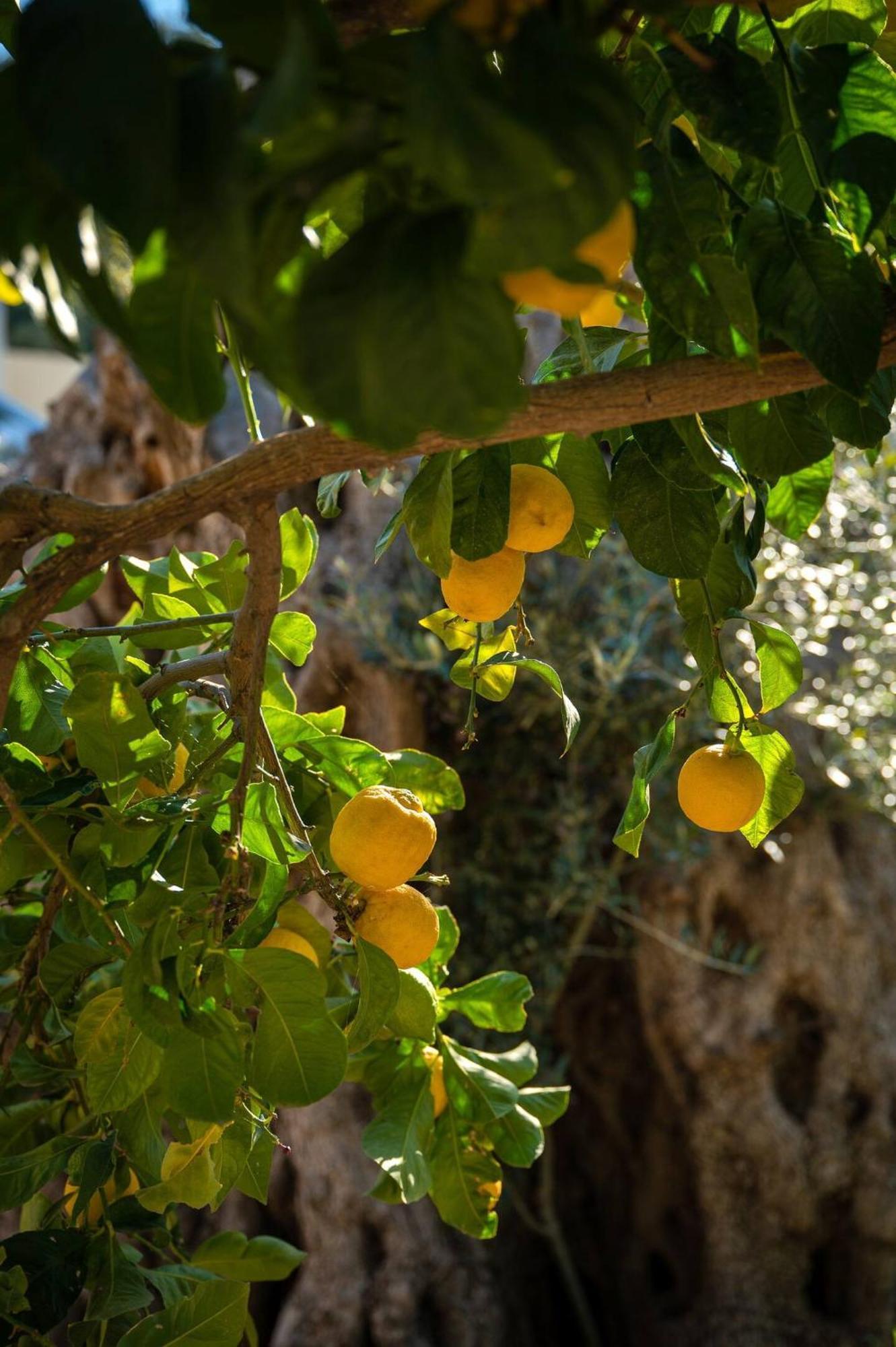 Physis Country House Near Matala Beach & Faistos Kouses Dış mekan fotoğraf
