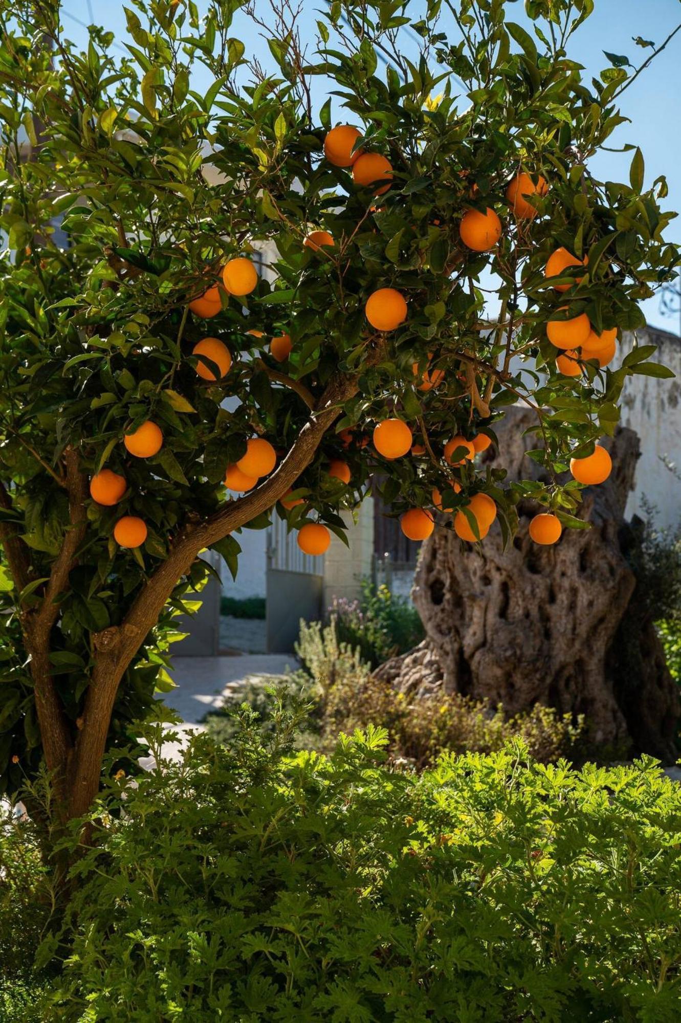 Physis Country House Near Matala Beach & Faistos Kouses Dış mekan fotoğraf